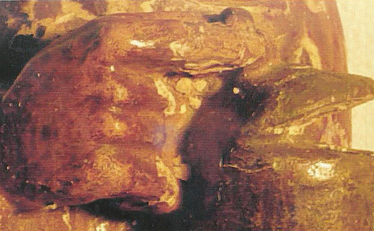 15 POLYVIRGEN MAGDALENA 5