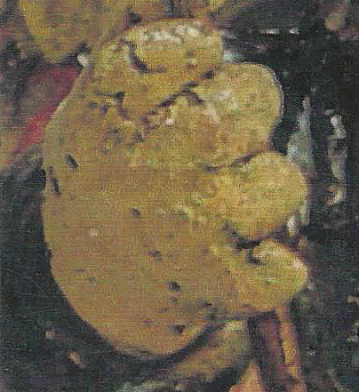 56 Arch Angel